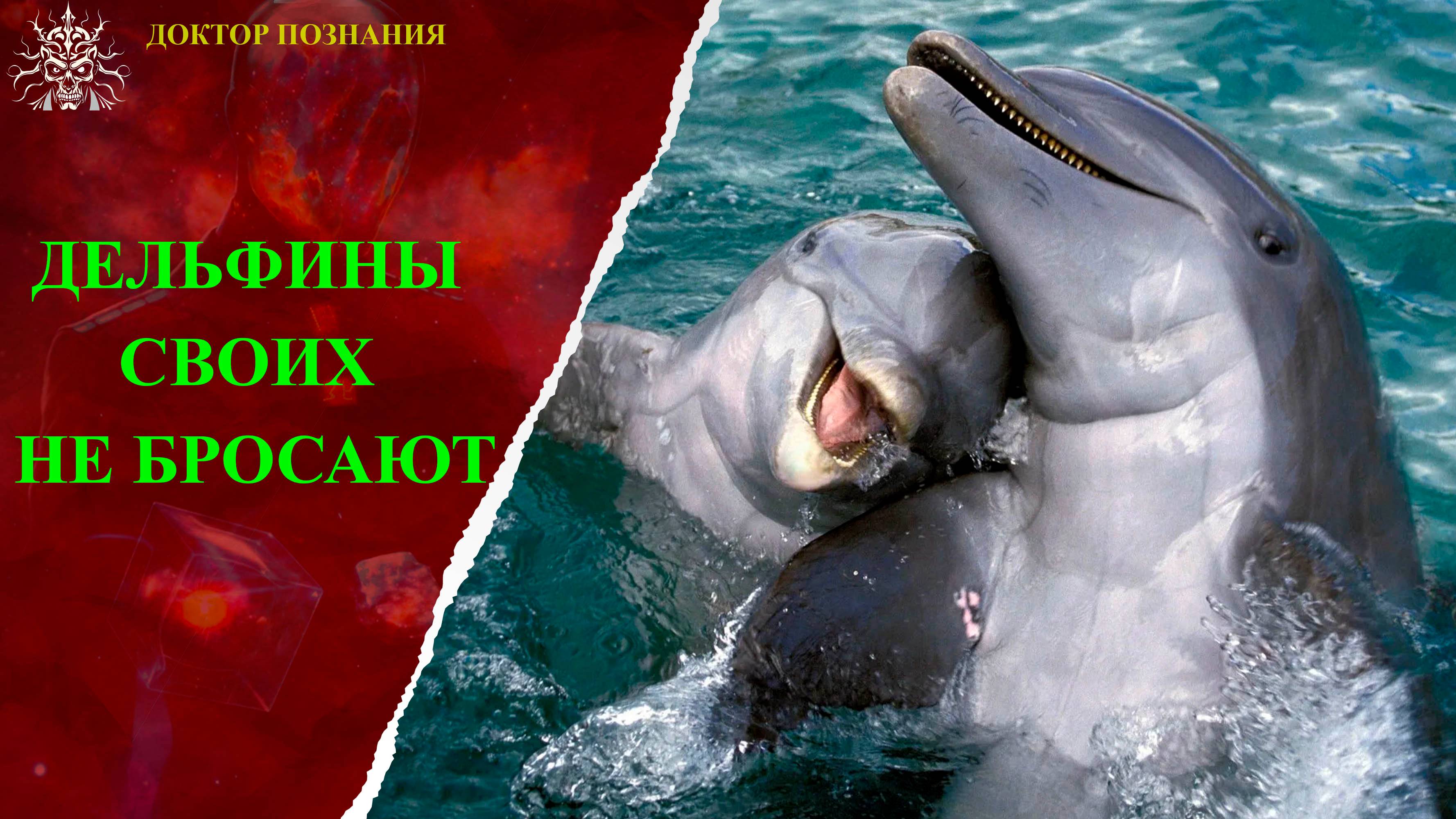Дельфины своих не бросают.