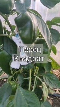 Перец Квадрат. #перец #огород #теплица
