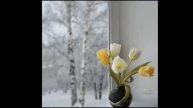 Ода о тюльпане. Юрий Касаткин