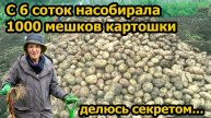С 6 соток насобирала 1000 мешков картошки. От этого удобрения овощи растут как на дрожжах