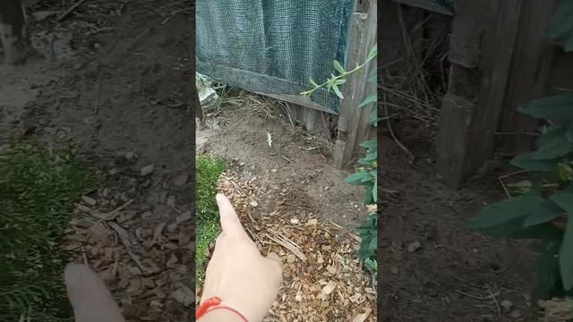 #калистегия #калистегия_махровая #лиана #многолетник #?