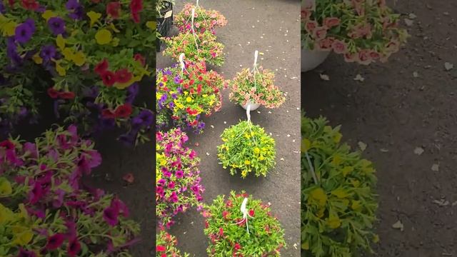 Агроаптека. Клематис,  дельфиниум и пр. Красота.