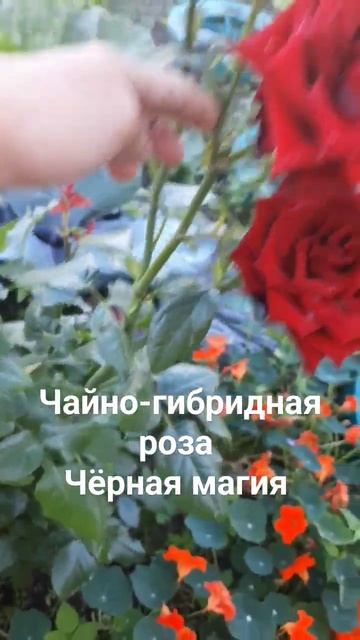 Чайно-гибридная роза Чёрная магия