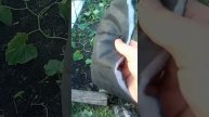 Супер #мульча, #термомульча от дяди Вити первые экспер?