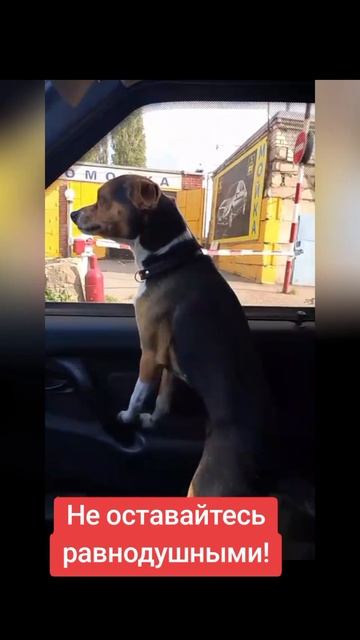 ✨ Встречайте Пиня – щенок с большой душой! Этот чудесный малыш весит всего 5 кг и ему 1,5-2 года.