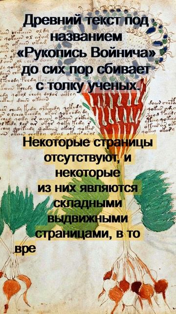 Древний текст под названием «Рукопись Войнича» до сих