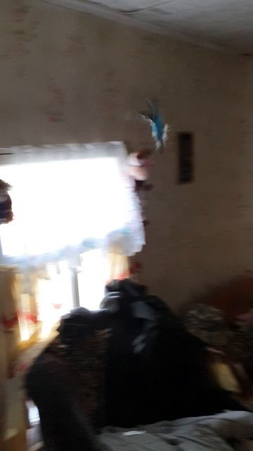 пончик