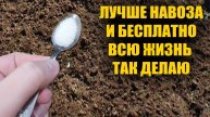 ШОК! 1 ложка ЭТОГО на ведро воды — и ваша почва ОЖИВАЕТ! Урожай БЬЕТ ВСЕ РЕКОРДЫ!