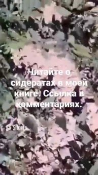 💯 Сидерат № 1️⃣ для обогащения почвы азотом! #gardening #д