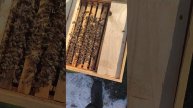 Как ПОДКОРМИТЬ ПЧЁЛ И НЕ ПРИДАВИТЬ КОТОРЫЕ НЕ ДАЮТ ПОД