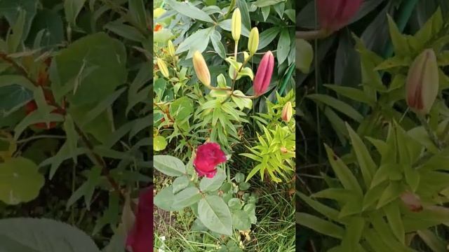 Красота. Цветы. Дача Клён. Волоколамский район. 09 июля 2