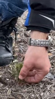 15 тысяч деревьев высадят в Гомеле весной