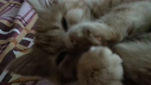 Кот сосун)