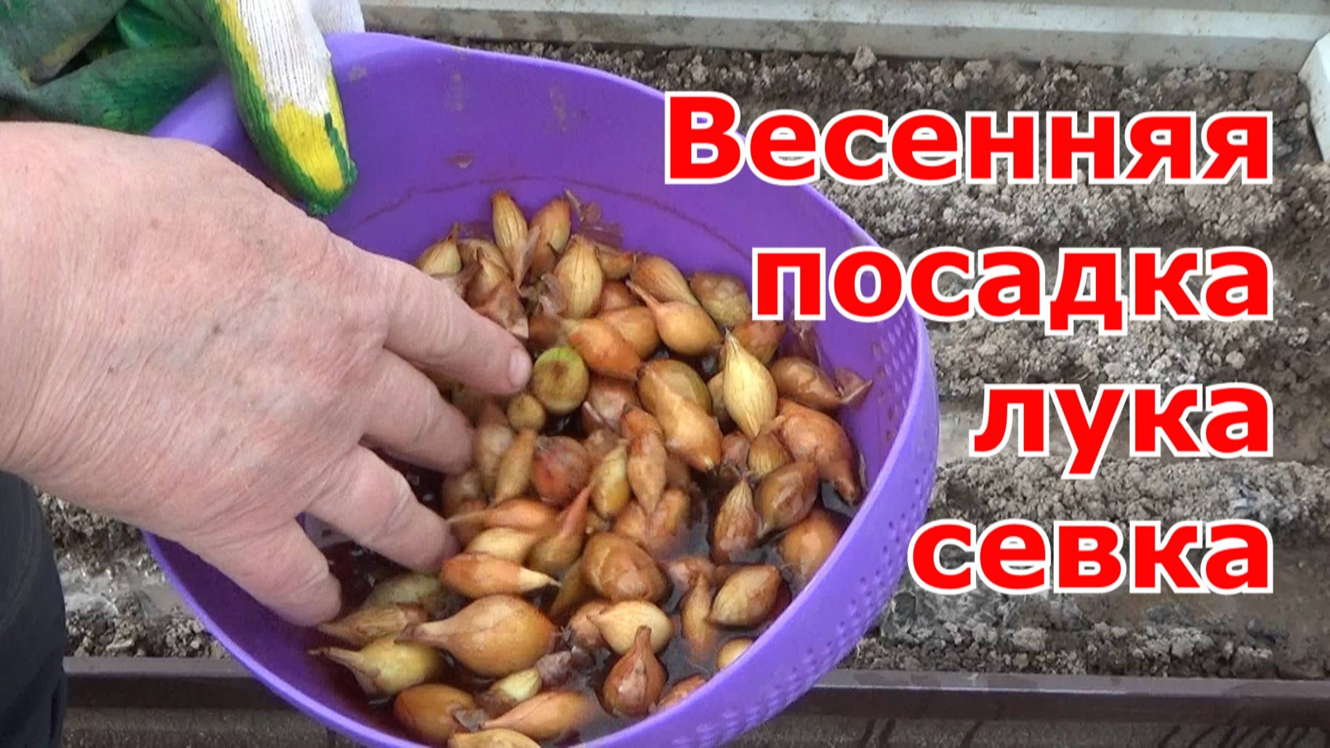 Посадка лука-севка весной на головку. Луковой мухи и гнили не бывает.