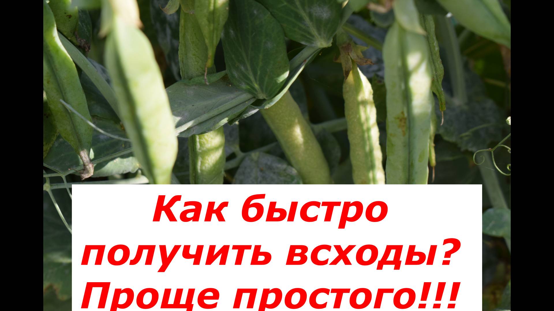 Лучший способ получения зеленого горошка #овощи #советы #горох #витамины