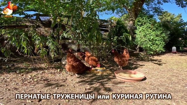 Куры несушки свободного выгула и их обычная куриная рутина – эпизод (245)