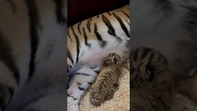 Наш TG https://t.me/liveofcats