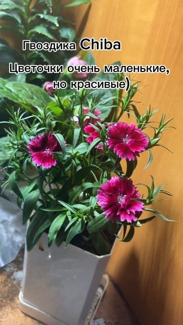 #растения #цветы #гвоздика