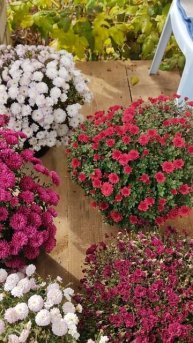 ХРИЗАНТЕМА МУЛЬТИФЛОРА +79021040902 #хризантема #flowers #расте