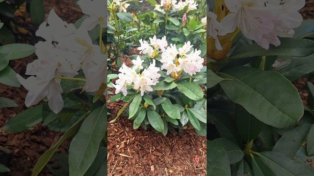 АЛУПКА ПРАЗДНИЧНАЯ 1 мая 2025г