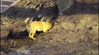 Наблюдение за животными.09.03.2025.
