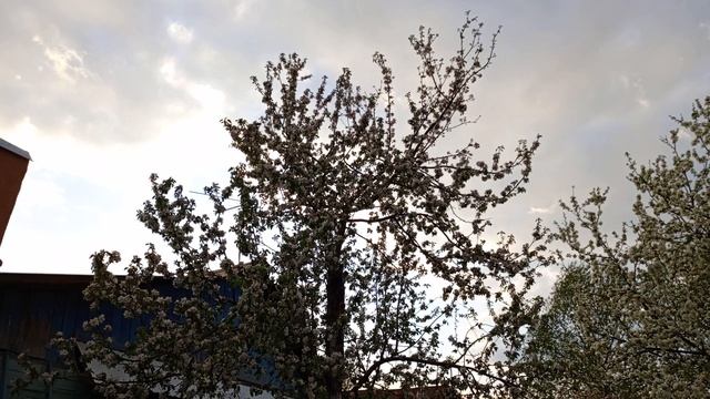Такая Красота Распустились Цветочки на яблони