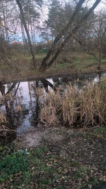 Осеннее болотце в парке