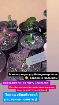 Обработка фитоспорином #садогород рассада цветов 💐