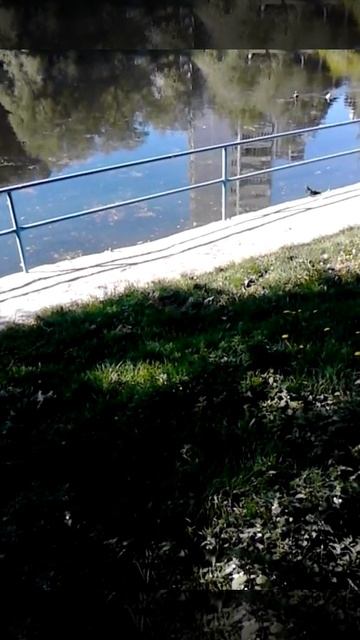 Огарьки плавают на пруду.10мая2016