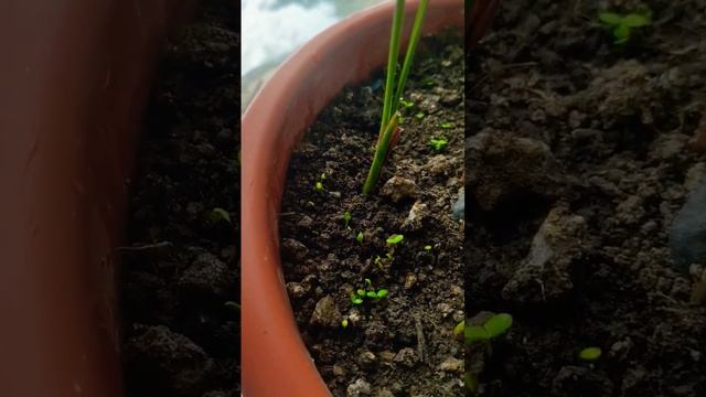 Сеем разные цветы и создаём весеннее настроение!🌷