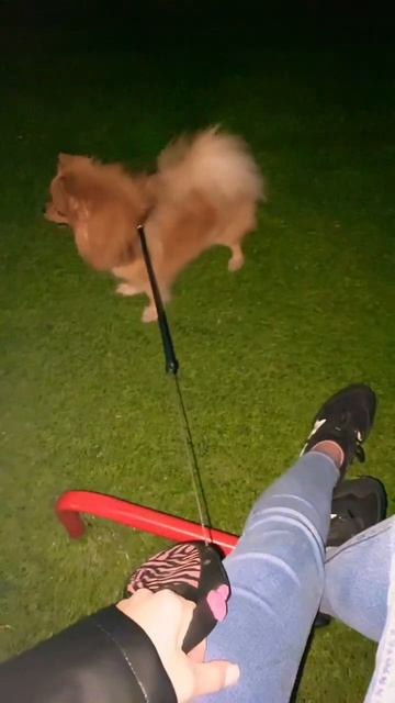 На прогулке ☺️ #шпиц #жизнь #собака #dog #прогулка