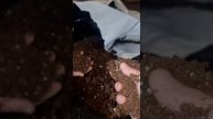 Как делают грунт для орхидей