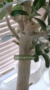 Адениум #тольятти #тольяттидизайн #цветы#домашниелюби