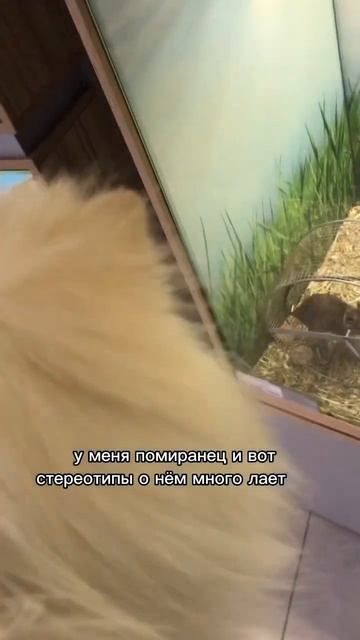 Шпиц много лает? Стереотипы #бонди #пушистыйдруг #собака #пес #щенок #померанец #шпицалогия