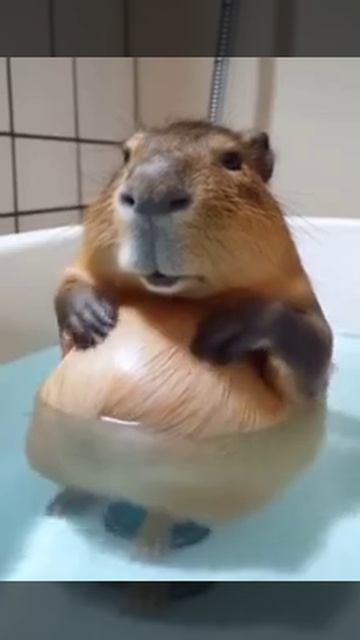 капибара.🦫