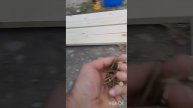 Недорогая деревянная грядка для сада