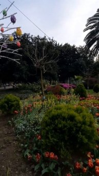 Пасхальные деревья в Сочи