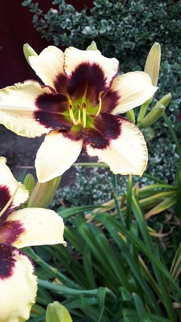 Celebration of angels #daylily #garden #лилейник #shorts #summer #nature #plants #мног?