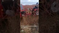 Мульчирование голубики (внесение щепы) разбрасывател?