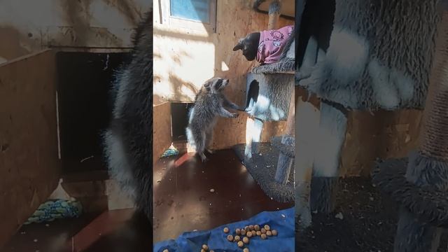 Еното-дикообраз #ямыилюша #помощьбездомнымживотным #raccoon #анапа #reels #море