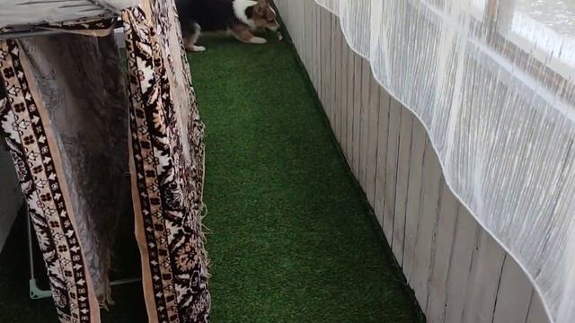 Мам бери палочку, бежим на балкон играть, кидай я принесу ррафф