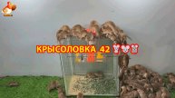 Крысоловка вариант (42) 🐀 Как сделать крысоловку своими руками и поймать кучу крыс 🐀🐁🐀