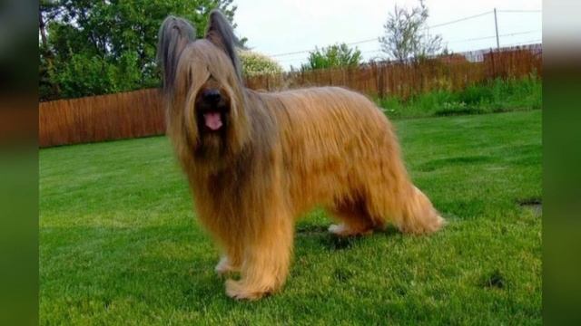 порода собак Бриар 🐕