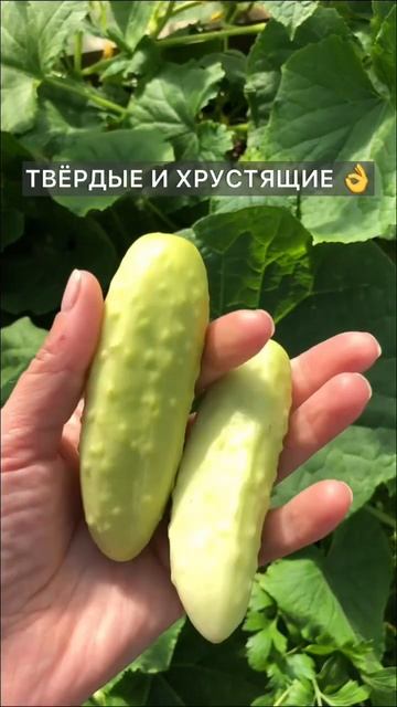 Новинка огурцы в моём огороде, буду выращивать в этом ?