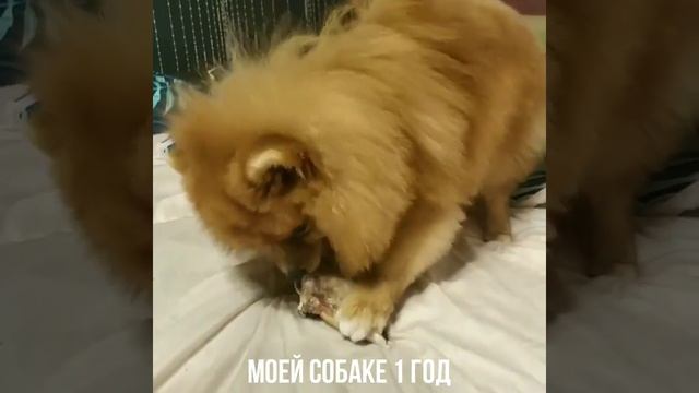 Злой шпиц