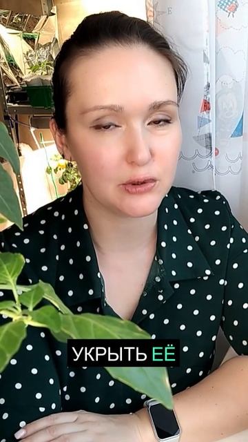 Правила ухода за рассадой на даче 🏡
