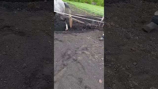Посадка под сабан #сельскаяжизнь#лошади#картошка2024#