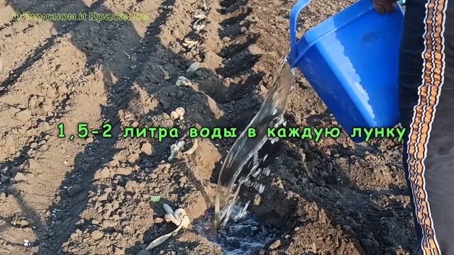 Георгины 🌸 Высадка рядовым способом