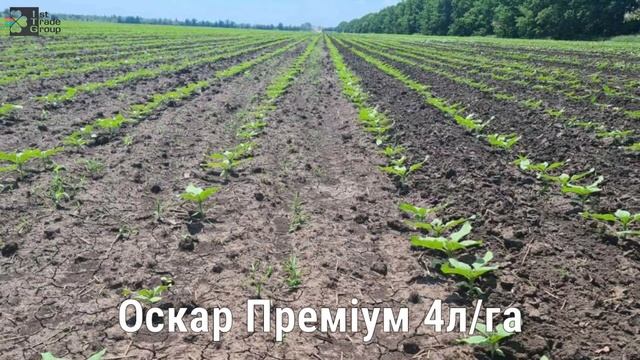 ІСТ-ТРЕЙД ГРУП. Відмінний результат використання схем захисту посівів від АЛЬФА СМАРТ АГРО.