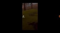 Приколы вайлд крафт